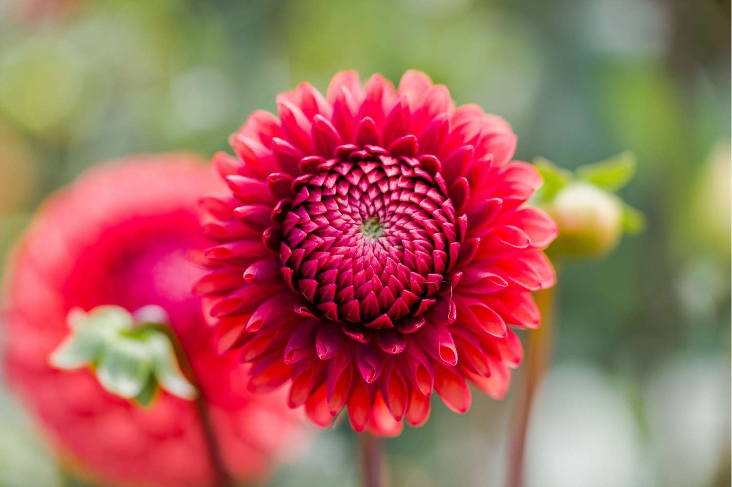 Dahlie 'Brown Sugar'